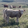 Image 3 : Lindy Greig - 560# October Delivery Steer Calves - 45 Head (Nanton, AB)