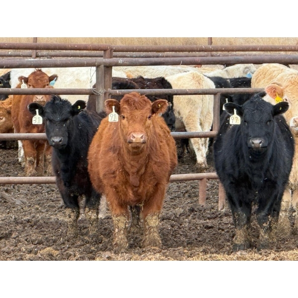 JG Larson Livestock (V-V) - 720# April Delivery Heifers - 78 Head (Jenner, AB) VBP+