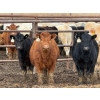 Image 1 : JG Larson Livestock (V-V) - 720# April Delivery Heifers - 78 Head (Jenner, AB) VBP+