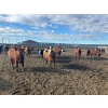 Image 3 : 6U Cattle Company - 875# April/May Delivery Heifers - 72 Head (Manning, AB) 