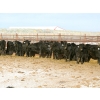 Image 2 : Tica Holdings Ltd. - 850# February Delivery Steers - 70 Head (Midale, SK)