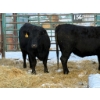 Image 3 : Lance Schelske - 3 Heifers (Pen 156) *Later Bred*