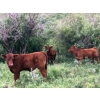 Image 2 : Ed & Connie Gammie - 495# December Delivery Steer Calves - 120 Head (Handhills, AB)