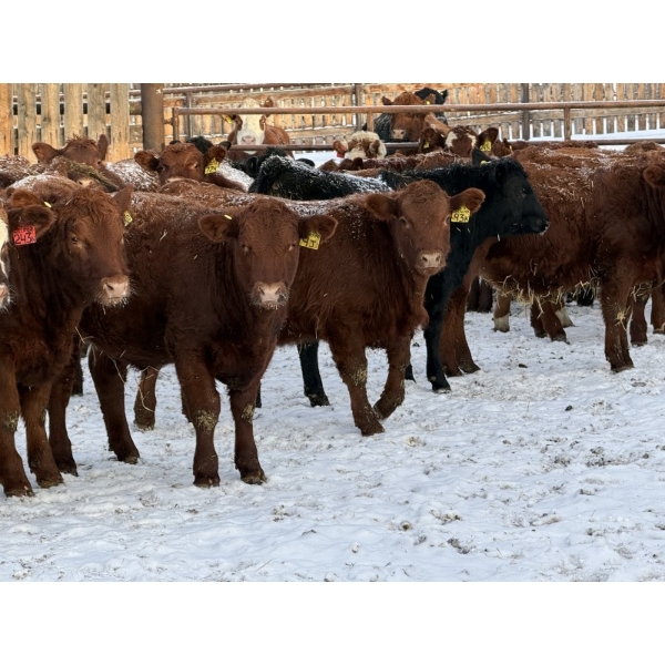 Redline Livestock - 600# December Delivery Weaned Steers - 100 Head (Didsbury, AB)