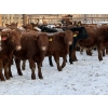 Image 1 : Redline Livestock - 600# December Delivery Weaned Steers - 100 Head (Didsbury, AB)