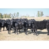 Image 4 : Cornerglen Ranching (Friesen) - 10 Black Angus April/May Calving Bred Heifers (Crestomere, AB)