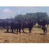 Image 2 : Black Powder Cattle Company - 33 Angus X Simm October Delivery Pairs (Oxbow, SK)