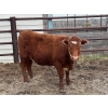 Image 3 : Lake Thelma Farms  - 9 RBF/RWF Replacement Heifers (Coronation, AB)