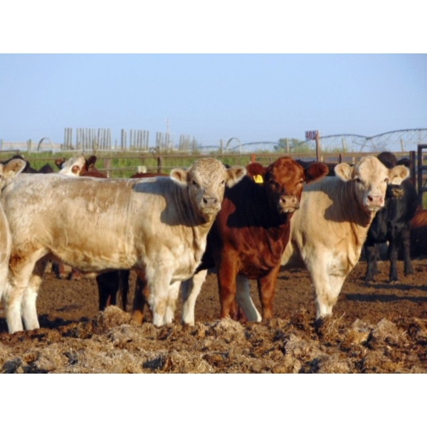 Justin Tateson - 1000# September Delivery Heifers - 60 Head (Scandia, AB)