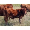 Image 9 : Wadella Ranch - 675# October Steer Calves - 180 Head (Kipling, SK)
