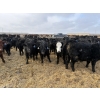 Image 2 : 9 Bar Ranch - 750# February Delivery Steers - 192 Head (Taber, AB) VBP+