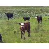 Image 6 : Dot Bar Dot Ranch - 575# November Delivery Steer Calves - 100 Head (Fox Valley, SK)