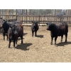 Image 13 : Lone Star Cattle Co. - 980# June Delivery Heifers - 260 Head (Strathmore, AB)
