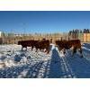Image 2 : Salty Fox Farms - 26 Red Simm X Bred Heifers (Fork River, MB)