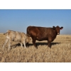 Image 3 : Osadczuk Cattle Co. (Brad & Elaine Osadczuk) - 250 Red Cows *HERD REDUCTION*