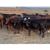 Image 4 : Spruce Tree Cattle Co. Ltd - 960# September Delivery Heifers - 48 Head (Linden, AB)