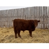 Image 4 : Francis Dyck - 670# February Delivery Steers - 53 Head (Swift Current, SK)