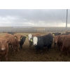Image 2 : Westview Feeders - 860# March Delivery Steers - 70 Head (Monarch, AB)