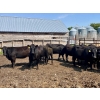 Image 3 : Kings Corner Farms - 1425# Aug/Sept Delivery Cows - 42 Head (Corning, SK)
