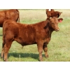 Image 10 : Henrickson Ranch & TC Farms  - 590# November Delivery Steer Calves - 95 Head (Patricia, AB)
