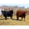 Image 9 : Dog River Ranch - 730# March/April Delivery Heifers - 43 Head (Corning, SK)