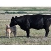 CK Cattle Co. (Scott & Laura Culligan) - 440# October Delivery Heifer Calves - 120 Head (Eyre, SK)