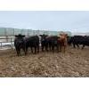 Image 5 : Peake Livestock Inc. - 750# April Delivery Heifers - 80 Head (Roblin, MB)