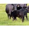 Image 2 : Darren & Tamara Schultz - 670# October Delivery Steer Calves - 90 Head (Bashaw, AB)