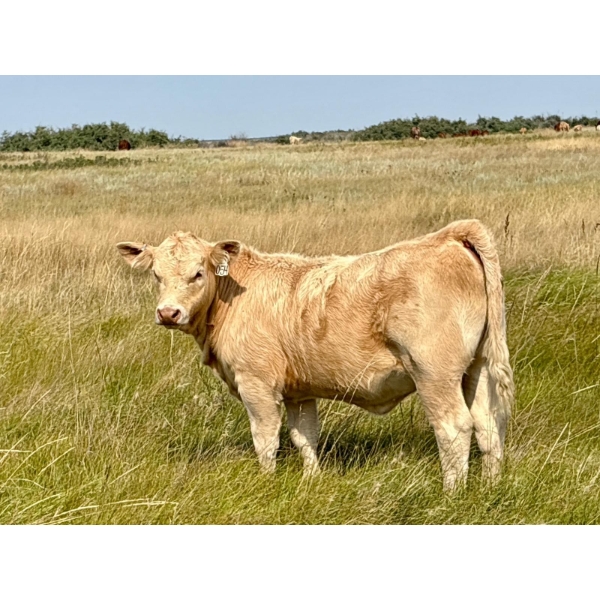 Kokay Farms Ltd. - 675# November Delivery Heifer Calves - 55 Head (Rosemary, AB)