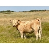 Image 1 : Kokay Farms Ltd. - 675# November Delivery Heifer Calves - 55 Head (Rosemary, AB)