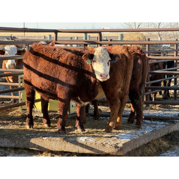 Fox Cattle Co. - 3 Bred Heifers (Pen 418)