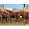 Image 13 : RBD Ranch - 950# January Delivery Steers - 65 Head (Milestone, SK)