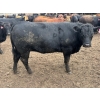 Image 6 : Hegedys Ranching - 1025# June Delivery Heifers - 205 Head (Acme, AB)