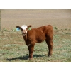 Image 5 : Colter Malloy - 540# November Delivery Steer Calves - 80 Head (Pollockville, AB)