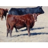 Image 7 : Warren Peters - 680# October Delivery Steer Calves - 34 Head (Hays, AB)