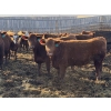 Image 3 : X Bar X Cattle Co. Ltd. - 870# April Delivery Steers - 72 Head (Lomond, AB)