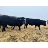 Image 4 : Moebis Bros Ag Ltd. - 58 Black Angus November Delivery Bred Heifers (Beechy, SK)