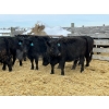 Image 2 : Rafter G Land & Cattle -   20 Black Heifers (Pen 524) 