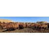 Image 9 : Cattlewood Farms Ltd. - 870# May Delivery Heifers - 280 Head (Vauxhall, AB)