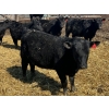 Image 13 : Misty Meadows Ranch - 34 Black Angus X Replacement Heifers (Austin, MB)