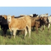 Image 10 : Hidden Creek Farms Ltd. - 975# Sept/Oct Delivery Grass Heifers - 63 Head (Fort Qu'Appelle, SK)