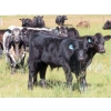 Image 12 : Tom Harrison - 550# Dec/Jan Delivery Steer Calves - 80 Head (Regina Beach, SK)