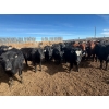 Image 4 : Pedersen Farms - 880# March Delivery Steers - 71 Head (Scandia, AB)