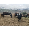 Image 3 : Ted Scott - 21 Cow/Calf Pairs (Kamloops, BC)