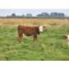 Image 5 : Bruce, Julie & Kyle Musgrove - 560# November Delivery Steer Calves - 90 Head (Patricia, AB)