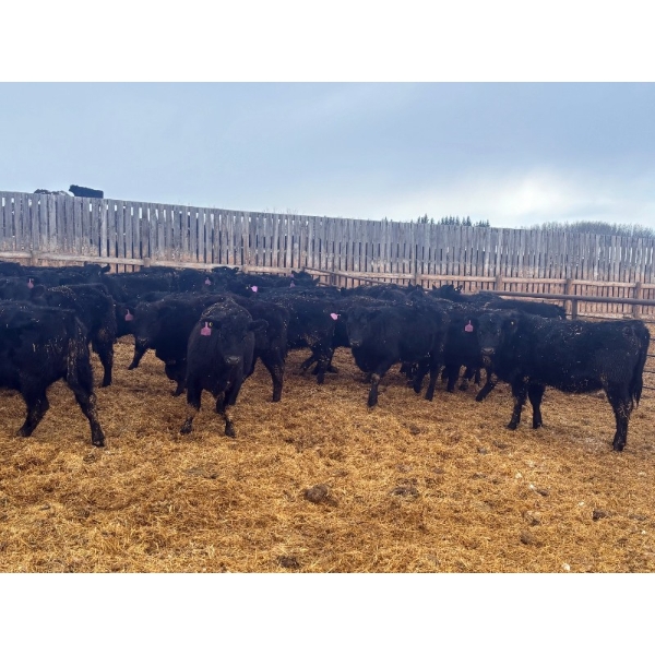 Kyler Unruh - 725# March Delivery Heifers - 85 Head (Dewberry, AB)