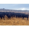 Image 1 : Kyler Unruh - 725# March Delivery Heifers - 85 Head (Dewberry, AB)