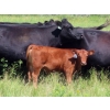 Image 4 : Calvin Rydzik - 525# November Delivery Heifer Calves - 110 Head (Glenavon, SK)