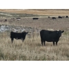 Image 4 : Sunshine Colony - 550# November Steer Calves - 100 Head (Hussar, AB)