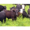 Image 11 : Spring View Ranch Ltd. - 610# November Delivery Steer Calves - 80 Head (Beaubier, SK)